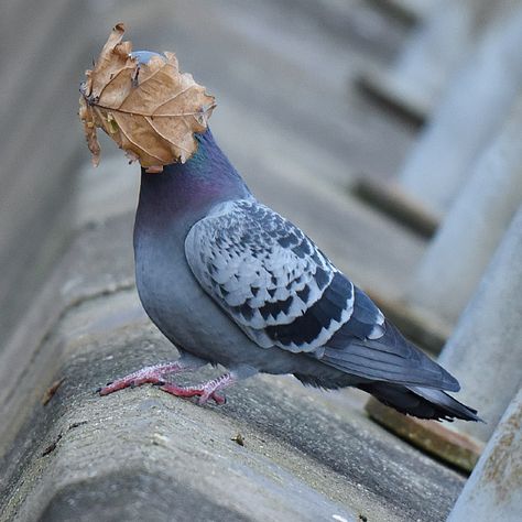 Crap Bird Photography: Hilariously Bad Photos of Birds Cute Pigeon, Comedy Wildlife Photography, Funny Animal Photos, Funny Birds, Wildlife Photos, 웃긴 사진, Silly Animals, Funny Animal Memes, Cute Birds