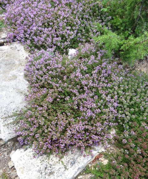 Thyme Landscaping, Flowering Thyme, Mother Of Thyme, Mallorca Garden, Woolly Thyme, Dirt Locker, Red Creeping Thyme, Wooly Thyme, Thyme Plant