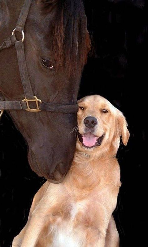 Landscape Images, Animals Friendship, Horses And Dogs, Chicken Farm, Love My Dog, Animal Pics, Horse Love, Animal Friends, Sweet Animals