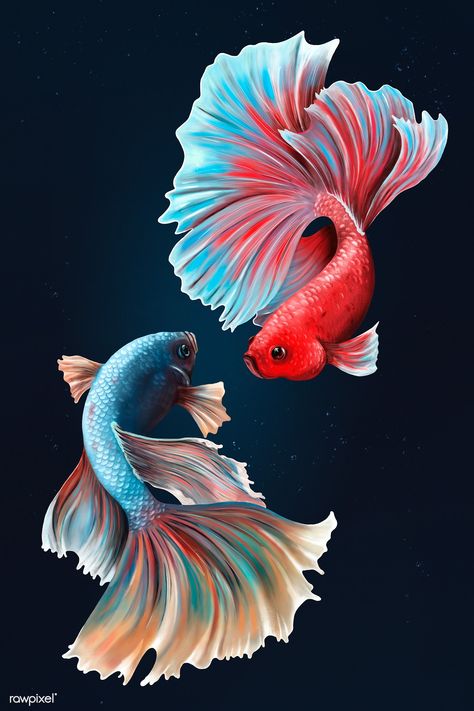 Betta fishes on a midnight blue background design resource | premium image by rawpixel.com / Te Betta Fish Drawing, Beta Fish Drawing, Ikan Laga, Betta Fish Tattoo, Blue Background Design, Midnight Blue Background, Fish Sketch, Beautiful Pencil Drawings, Fish Background