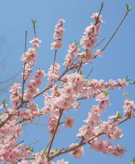 Spring Outfits Pink, Spring Moodboard, April Rain, Soft Spring, Spring Pictures, Spring Awakening, Rich Money, Spring Mood, Pink Spring