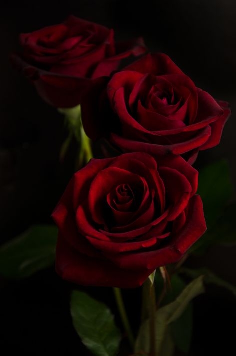 three red roses on a black background Red Roses In Black Background, Rose Flower Black Background, Roses Background Aesthetic, Dark Red Roses Wallpaper, Red Rose Black Background, Red Roses Photography, Rose Black Background, Red Rose Background, Red Roses Aesthetic