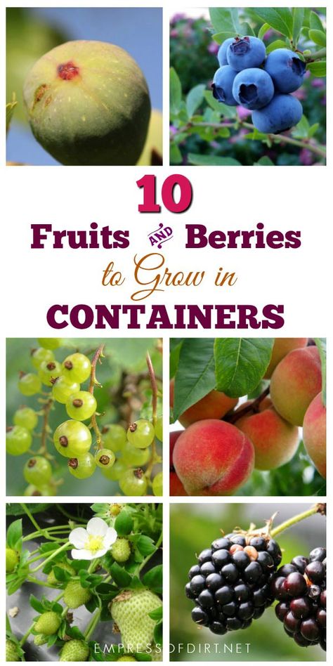 There are many fruits and berries that grow nicely in containers. If your garden space is limited or you have poor soil quality, container growing is an excellent option. Fruit Trees In Containers, Gemüseanbau In Kübeln, Fruit Tree Garden, Growing Fruit Trees, Berry Bushes, Home Vegetable Garden, Container Gardening Vegetables, Growing Fruit, Food Garden