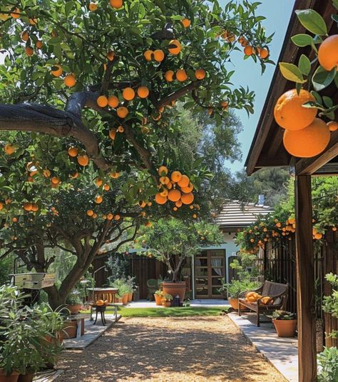 Orange Orchard, Garden Core, Mexican Bedroom, Farm Orchard, Orange Farm, Fruit Orchard, Citrus Garden, Orchard Garden, Pink Clothes