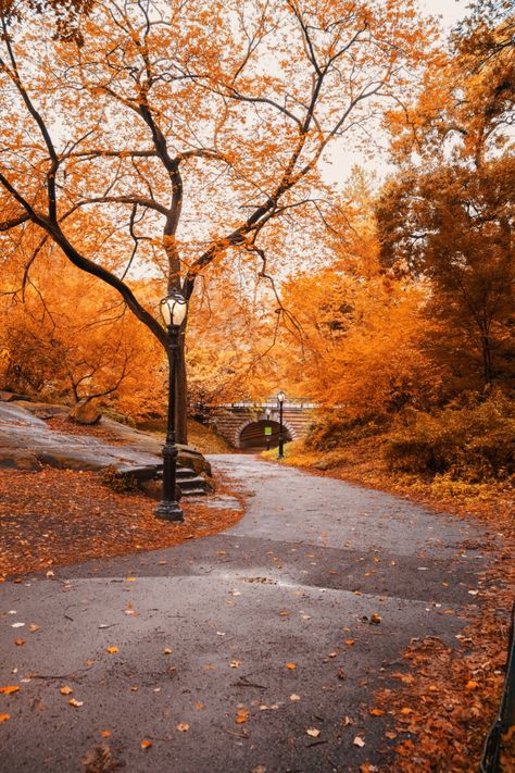 Nyc Fall Aesthetic, Central Park Aesthetic, Autumn Season Nature, Central Park Fall, Fall City, Nyc Fall, Central Park Nyc, Autumn In New York, Park In New York