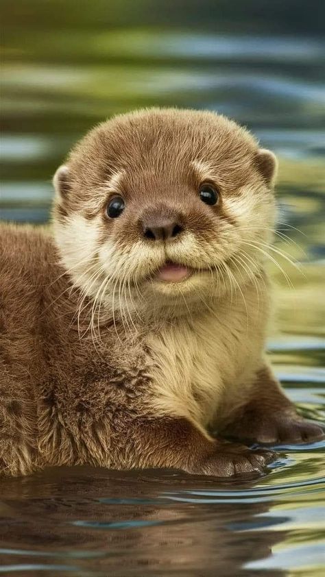 Cute Animals Otter, Small Animal Photography, Pretty Animal Pictures, Cute Tiny Animals, Cutest Animal Photos, Otter Aesthetics, Cute Animal Photography, Otter Photography, White Otter