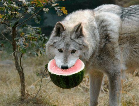 Wolf Eating A Watermelon Creates A Stir On The Net - Gallery Funny Wolf, Wolf Love, Wolf Pictures, Beautiful Wolves, Very Scary, Pretty Animals, Grey Wolf, A Wolf, Wolf Dog