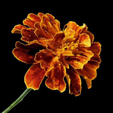 Marigold Flower Art, Marigolds Aesthetic, Marigold Flower Aesthetic, Monarch Aesthetic, Marigold Aesthetic, Fav Wallpaper, Roblox Oc, Phone Widgets, Perfect Things