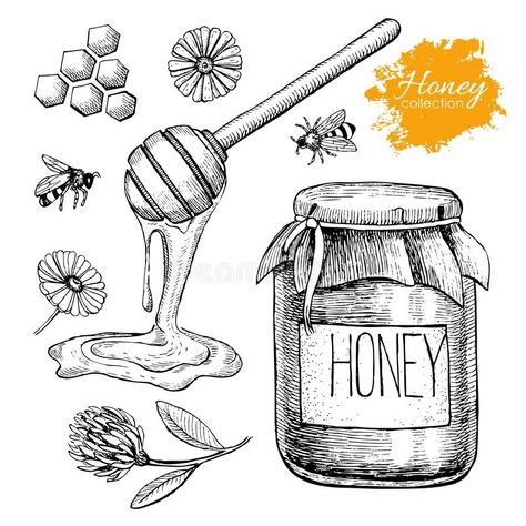 Vector Honey Set. Vintage Hand Drawn Illustration. Stock Vector - Illustration of delicious, health: 61979529 Honey Illustration, Honey Art, Engraving Illustration, Bee Art, Hand Drawn Illustration, Illustration Vintage, Drawn Illustration, Vector Drawing, Food Drawing