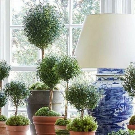 Ann Dennis on Instagram: "Topiary Thursday! A beautiful display of topiaries
makes a statement … such an easy way to create beauty in your interior. Most in clay pots, with the
addition of a lovely blue and white porcelain
lamp. I like the ottomans with books and additional
topiaries.. must be pretty in the evening with 
the soft light shining on so much beauty!
🌳🌳🌳🤍💙🌳🌳🌳
@melissakraussaldridge" Lavender Topiary, Indoor Topiary, Topiary Plants, Porcelain Lamp, Topiaries, Blue And White Porcelain, Clay Pots, Soft Light, White Porcelain