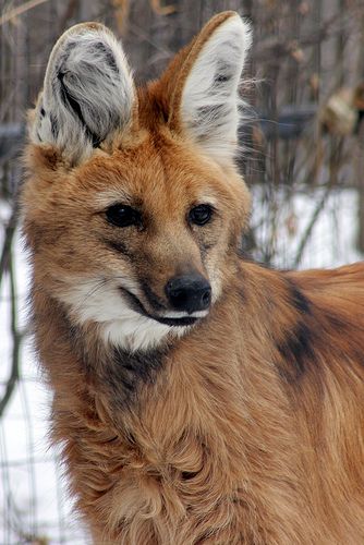 Maned wolf, what a cool kind of wolf! Maned Wolf, Tiered Planter, Most Beautiful Animals, Unusual Animals, Rare Animals, Pretty Animals, Majestic Animals, Wild Dogs, Cute Wild Animals