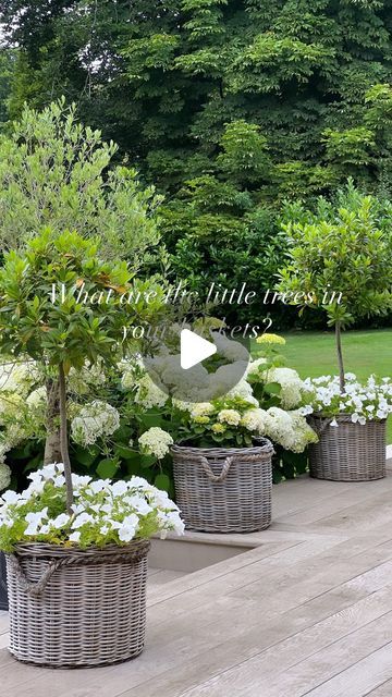 Becks Doyle on Instagram: "What are the little trees in your baskets?   I get asked this daily! I planted these up when we finished the house in 2018 and 8yrs later they are still as popular as ever. I love seeing you guys replicate them in your gardens. To know I have inspired you in some small way means the world to me.  I have planted a Bay Tree in every other pot on our decking, in between my Hydrangea baskets. And I underplant each Bay Tree with White Petunias. I add 6 little Petunia plugs in May usually, once all danger of frosts have passed. I water when needed, and feed with seaweed extract every four weeks. Then I watch them grow and grow. And they provide months of joy and happiness to me. Remember to dead head them regularly, I do this at least twice a week, and it ensures they Plants In Baskets Outdoor, Bay Trees In Pots, White Hydrangea Garden, White Petunias, Bay Trees, Plants In Baskets, Bay Tree, Hydrangea Garden, Gardens Design