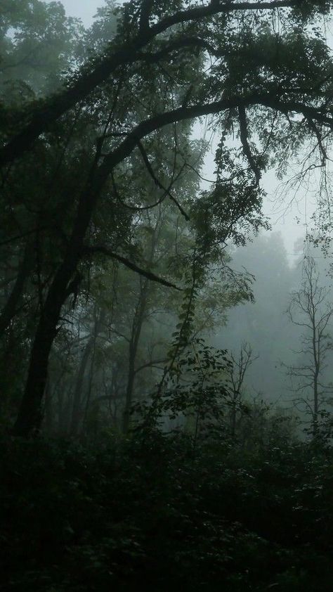 Miranda Aesthetic Core, Junipercore Aesthetic, Marcuscore Aesthetic, Rainy Forest, Dark Naturalism, Gloomy Weather, Dark Forest Aesthetic, Dark Landscape, Dark Green Aesthetic