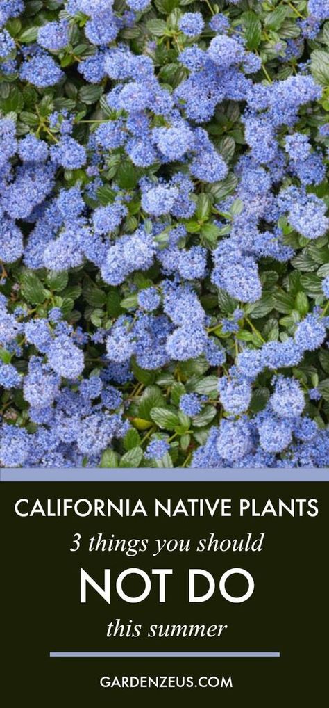 California Native Plants: Three Things You Should NOT Do this Summer #California Natives #Drought-tolerant #gardening #gardening Tips Kangaroo Pictures, Drought Tolerant Plants California, California Garden Design, California Native Landscape, California Landscaping, Native Plant Landscape, California Native Garden, Water Wise Landscaping, California Backyard