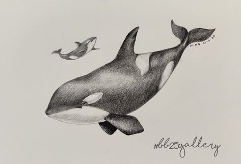 Original drawing.  Pencil drawing on paper,21×30cm. Realistic Sea Animal Drawings, Ocean Animals Drawing Realistic, Whale Pencil Drawing, Whale Drawing Pencil, Orca Drawing Pencil, Right Whale Drawing, Sea Animals Drawing, Whale In Ocean Drawing, Whale Sketch