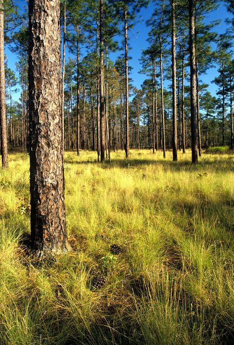 Pinus palustris - Wikimedia Commons Forest Reference, Longleaf Pine, Vibe Board, Cedar Forest, Forest Conservation, Southern Pine, Forest Photos, Bird Hunting, Custom Murals