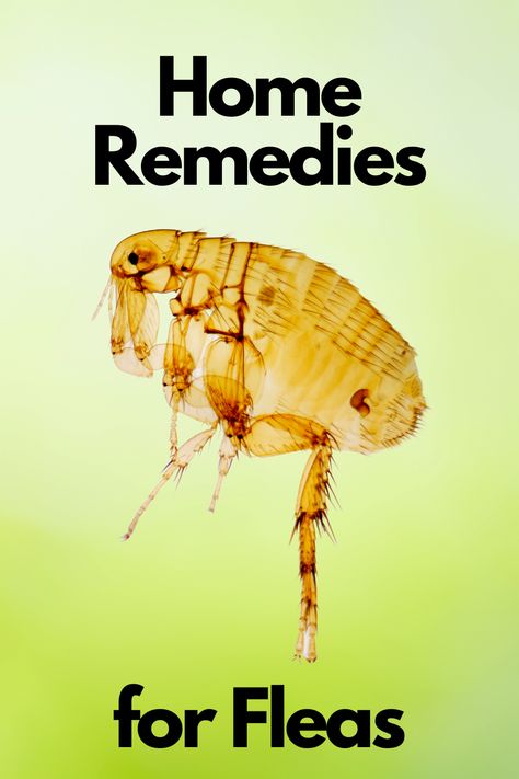 If you prefer not to use a chemical approach these home remedies for fleas are what you need! Home Remedies For Fleas, Flea Remedies, Home Remedies, Look At