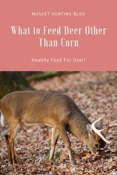 Deer Attractant Homemade, Deer Corn Feeder, Deer Bait, Deer Corn, Deer Habitat, Deer Attractant, Deer Feed, Food Plots For Deer, Deer Food