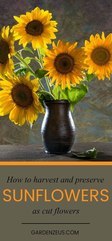 Preserve Sunflowers, How To Make Sunflower, Dried Sunflowers, Recipe Smoothie, Wild Sunflower, Flowers Sunflowers, Growing Sunflowers, Growing Greens, Sunflower Garden