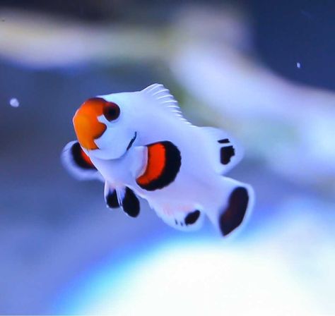 Deepwater Fish, Saltwater Aquarium Fish, Saltwater Fish Tanks, Water Creatures, Salt Water Fish, Cool Fish, Saltwater Tank, Beautiful Sea Creatures, Water Animals