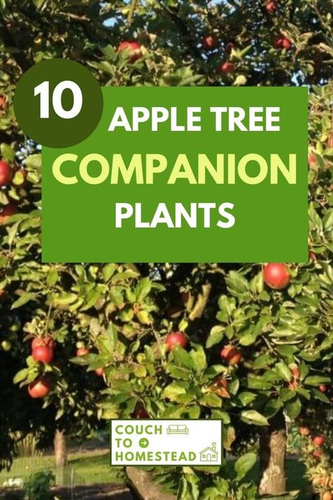 Honeycrisp Apple Tree, Planting Apple Trees, Growing Apple Trees, Apple Tree Care, Fruit Trees Backyard, Best Companion Plants, Planting Fruit Trees, Apple Garden, Fruit Tree Garden