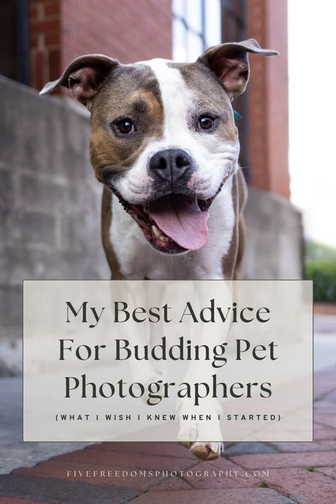 Dog Boutique Ideas, Pet Photography Business, Pet Photography Poses, Pet Photography Tips, Freedom Photography, Pet Portraits Photography, Improve Photography, Animal Photoshoot, Puppy Photography