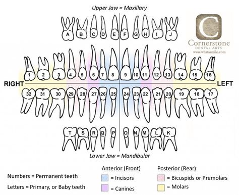 Tooth Numbers Chart, Teeth Chart Dentistry, Dental Tooth Chart, Tooth Surfaces Chart, Tooth Map, Dental Charting Symbols, Dental Assistant Study Guide, Dental Charting, Teeth Chart