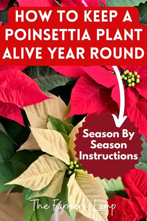 How To Keep A Poinsettia Plant Alive Year-Round Christmas Cactus Care, Poinsettia Care, Orchid Plant Care, Poinsettia Plant, Cactus Care, Christmas Plants, Christmas Cactus, Flower Care, Orchid Plants