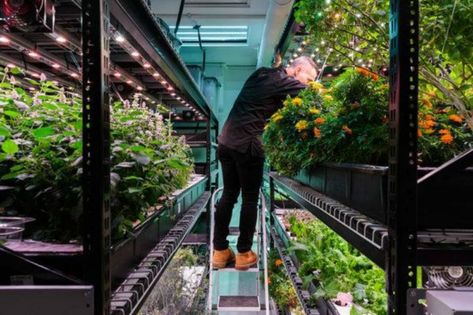 Commercial Aquaponics, Urban Gardening Ideas, Vertikal Garden, Indoor Farming, Rose Gardening, Aquaponics Plants, Aquaponics Diy, Vertical Vegetable Garden, Vertical Herb Garden