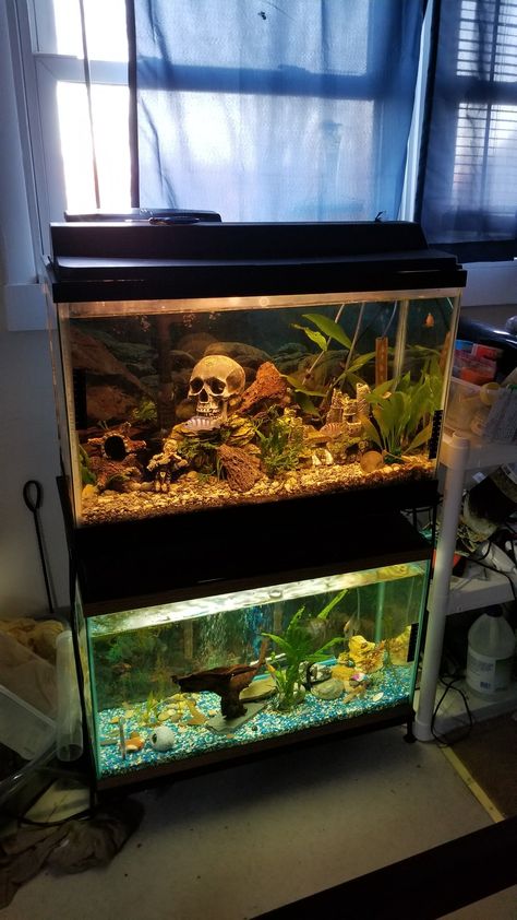 Final days for the two 29 gallon tanks. The angelfish will be moved to a 47 gallon column tank. The African cichlids will be moved to a 55 gallon tank. I'm going to have to sell the 2 29 gallon tanks and stand. 55 Gallon Fish Tank Ideas, 55 Gallon Tank, 10 Gallon Fish Tank, Community Tanks, Tropical Fish Aquarium, Betta Tank, Aquarium Ideas, African Cichlids, 55 Gallon