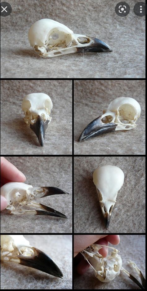 Bird Skull Art, Crow Anatomy, Magpie Skull, Bone Reference, Crow Beak, Bird Skeleton, Crows Drawing, Bird Bones, Skull Reference