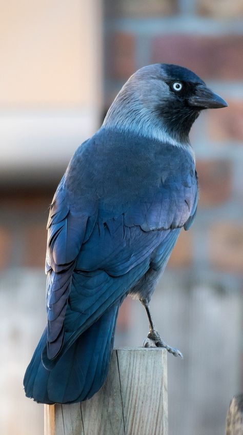 A beautiful photo of a jackdaw. Jackdaw, Western Jackdaw, Bird Parakeet, Crow Family, Birds Photos, Photo Animaliere, British Wildlife, Exotic Birds, Tropical Birds