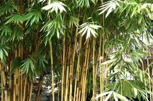 What Are the Best Conditions for Growing Bamboo? Golden Bamboo Plant, Black Bamboo Plant, Bamboo Plant Care, Natural Privacy Fences, Bamboo Landscape, Bamboo Species, Growing Bamboo, Golden Bamboo, Bamboo Care