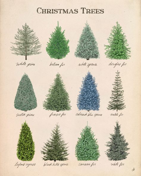 Evergreen Christmas Tree, Different Types Of Christmas Trees, Zion Watercolor, Christmas Trees Outside, Christmas Tree Farm Aesthetic, Christmas Tree Types, Tree Unit Study, Cypress Christmas Tree, Sparse Christmas Tree