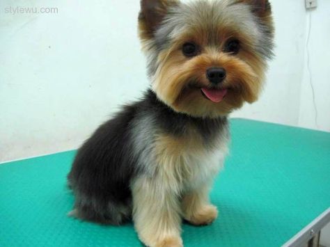 Yorkie Haircuts Pictures, You need to regularly bathe, shampoo, condition and brush them, and that is only to maintain their fur. Their nails also need to Yorkie Puppy Haircuts, Yorkie Puppy Cut, Yorkie Cuts, Yorkie Hairstyles, Puppy Haircut, Yorkie Haircuts, Yorkshire Terrier Haircut, Top Dog Breeds, Puppy Cut