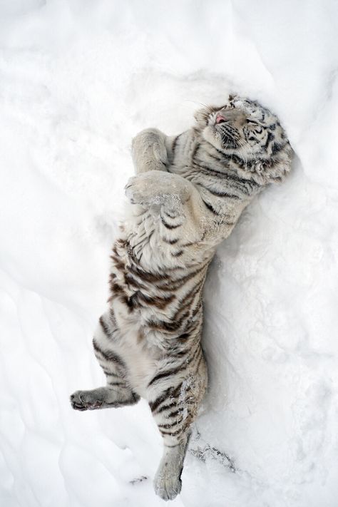 Tiger Pictures, Pretty Animals, Cute Animals Images, Silly Animals, White Tiger, Cute Wild Animals, Cute Animal Photos, Silly Cats, Animals Images