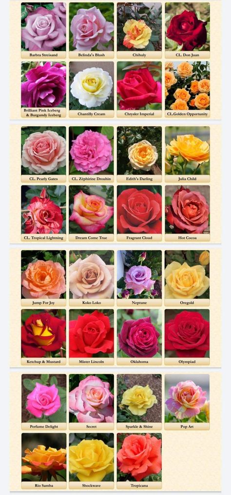 Nature, Red Rose Varieties, Varieties Of Roses, Indian Rose Flower, Different Roses Types, Types Of Roses Chart, Roses Types, Rose Species, Different Type Of Flowers