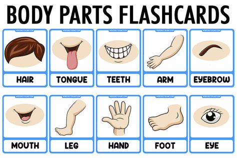 Parts of The Body Vocabulary Flashcards Body Parts Theme, Opposites Preschool, Sensory Integration Activities, Body Parts Preschool Activities, Body Parts For Kids, Ocean Words, Baby Flash Cards, Emotions Preschool, Body Preschool