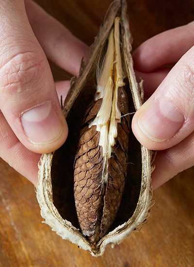 Milkweed Garden, Raising Monarch Butterflies, Common Milkweed, Milkweed Pods, Monarch Butterfly Garden, Butterfly Garden Plants, Milkweed Seeds, Butterfly Habitat, Milkweed Plant