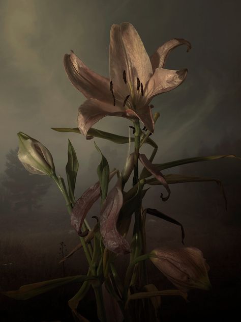 Rotten Flowers, Wilting Flowers Aesthetic, Ghost Lily Flower, Lilies Aesthetic, Wilted Flower Painting, Flowers Wilting, Aesthetic Shapes, Wilted Flowers Aesthetic Dark, Decaying Flowers Photography