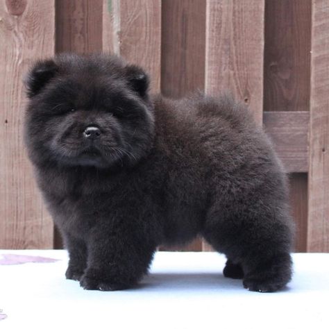 Chow Dogs Puppy, Chow Chow Puppies, Perros Chow Chow, Black Chow Chow, World Animals, Cute Fluffy Dogs, Chow Chow Puppy, Puppies Cute, Chow Chow Dogs