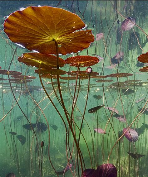 Giant Lily Pads, Underwater Flowers, Lilly Pond, Underwater Landscape, Underwater Plants, Lily Painting, Water Lilly, 수채화 그림, High Art