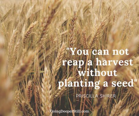 Harvest Quotes, Harvest Bible, Conference Ideas, Plants Quotes, Be Silly, Apple Seeds, Bountiful Harvest, Harvest Time, All About Plants