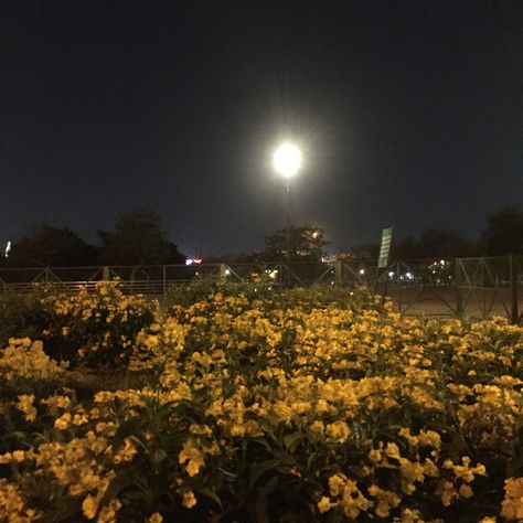 #park #moonlight #nightaesthetic #aesthetic #flowers #nightcore Dandelion Icon, From The Sidelines, Daisy Field, Night Flowers, Aesthetic Flowers, Take My Breath, Night Aesthetic, Flower Field, Yellow Flowers