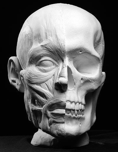 Anatomical Artist Reference by Philippe Faraut #anatomy #anatomical #face #skull #skeleton #muslces #bones #reference Skull Anatomy, Skull Reference, Head Anatomy, Facial Anatomy, Face Anatomy, Anatomy Sculpture, Anatomy Poses, Anatomy For Artists, Human Head