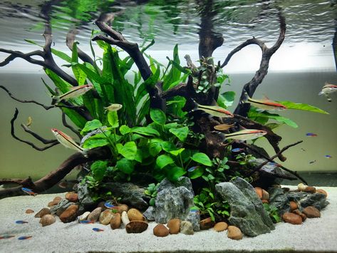 Island Aquascape, Driftwood Aquascape, Cool Fish Tank Decorations, Aquarium Architecture, Fish Aquarium Decorations, Fish Tank Themes, Amazing Aquariums, Fish Tank Terrarium, Goldfish Tank