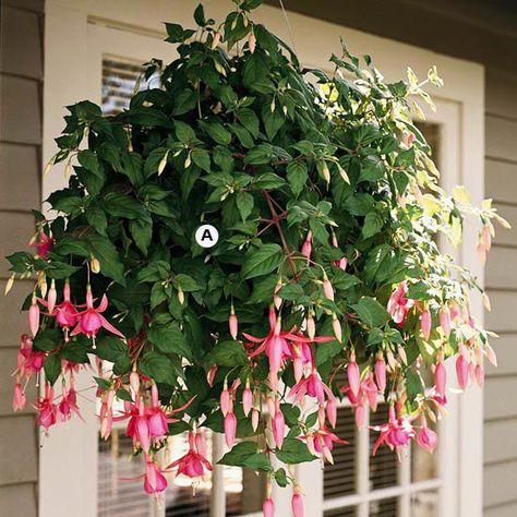 With their gorgeous shape and graceful hanging blooms, it's no wonder fuchsias are favorites for cool, shady spots. They're unmatched for their elegance. Fuchsias offer a great bonus, too: Hummingbirds love them. A. Fuchsia 'Diva Bridal Pink' -- 3/ Flowers Hanging, Planting Ideas, Hanging Flower Baskets, Plants For Hanging Baskets, Flower Nursery, Planter Ideas, Hanging Plant, Easy Plants, Plant Combinations