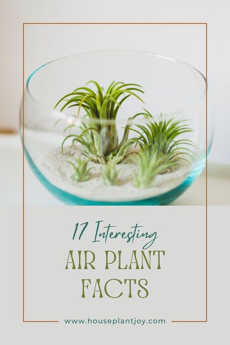 Air plants are some of the most fascinating plants around. 🌿 Not only do they look cool, but they also have some pretty interesting facts about them. For example, did you know that air plants don’t need dirt to grow? Or that they can survive in a variety of climates? If you’re curious about air plants, check out these 17 interesting facts. You might just learn something new! #AirPlants #PlantFacts #IndoorGardening #HousePlants #PlantLovers Types Of Air Plants, Plant Lessons, Plant Display Ideas, Air Plants Care, Habitat Destruction, Air Plant Display, Learn Something New, Spider Plants, Unique Plants