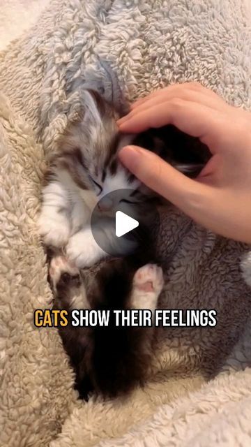 Cute Sleepy Cat, Baby Kitten Videos, Cats Sleeping Funny, Cats Cuddling, Cute Fluffy Kittens, Animals Sleeping, Cutest Kittens Ever, Kitten Cuddle, Cute Cat Sleeping