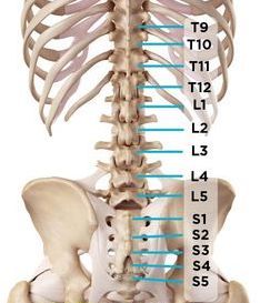 Spinal Nerve, Back Brace, Spine Health, Human Body Anatomy, Muscle Anatomy, Human Skeleton, Sciatic Nerve Pain, Human Anatomy And Physiology, Medical Anatomy